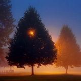 Trees In Fog_19026